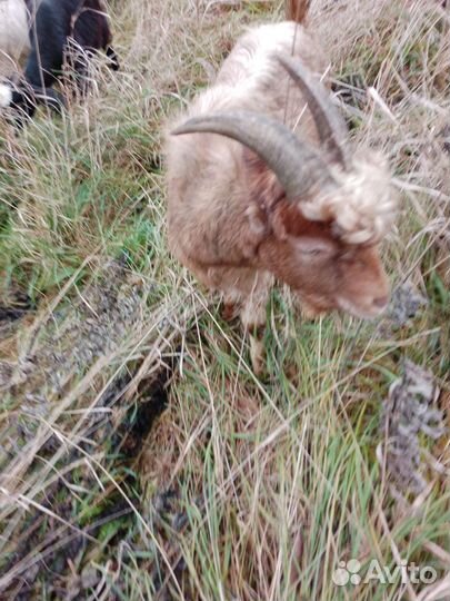 Козы, телята