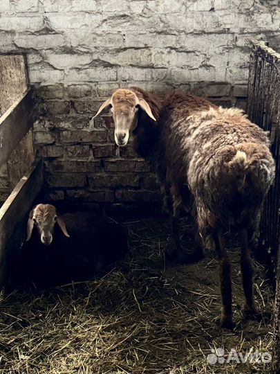 Овцы бараны