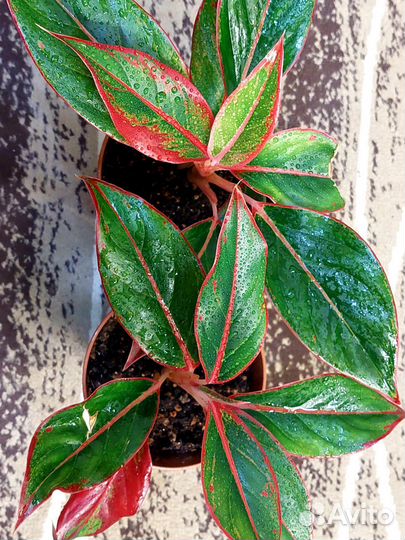 Аглаонема Сиам Ред