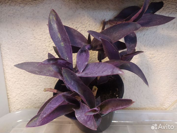 Традесканция