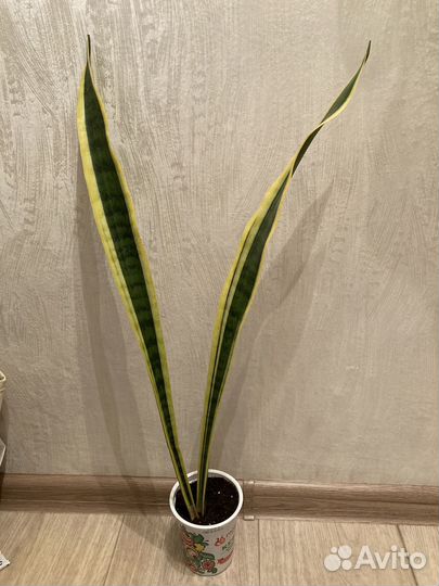 Сансевиерия сортовая
