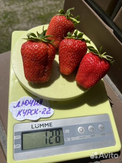 Саженцы Клубники в стаканах