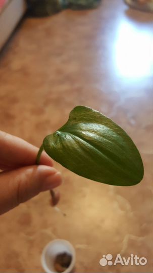 Спатилафитум