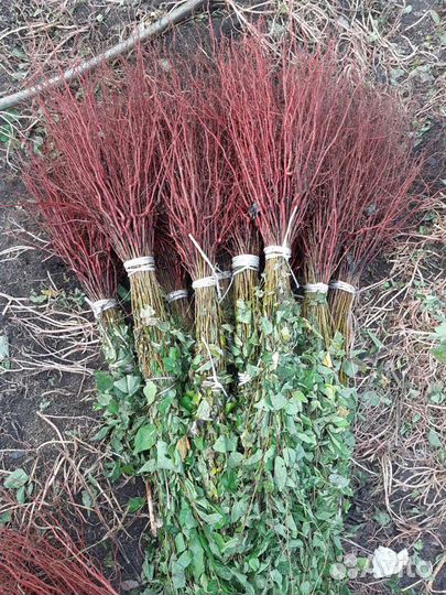 Подвой Жердела