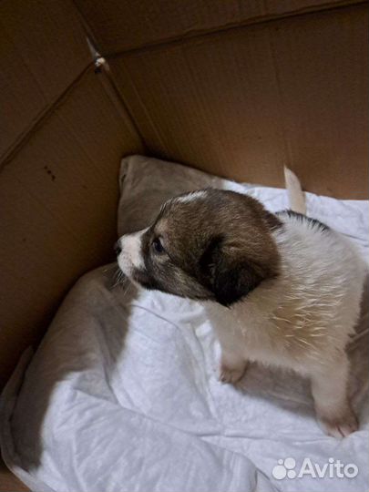 Щенок в добрые руки