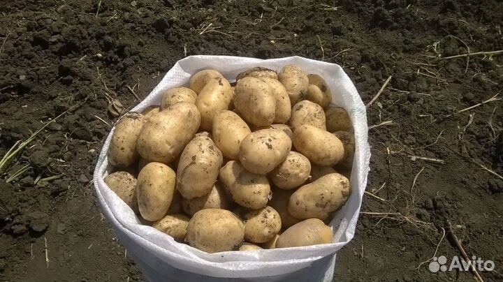 Картофель, чеснок со своего участка