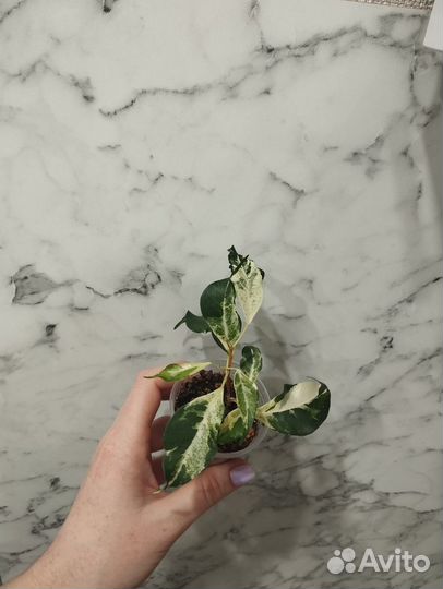 Фикус керли