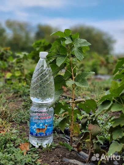 Саженцы чёрной смородины,крыжовника,жимолости и тд