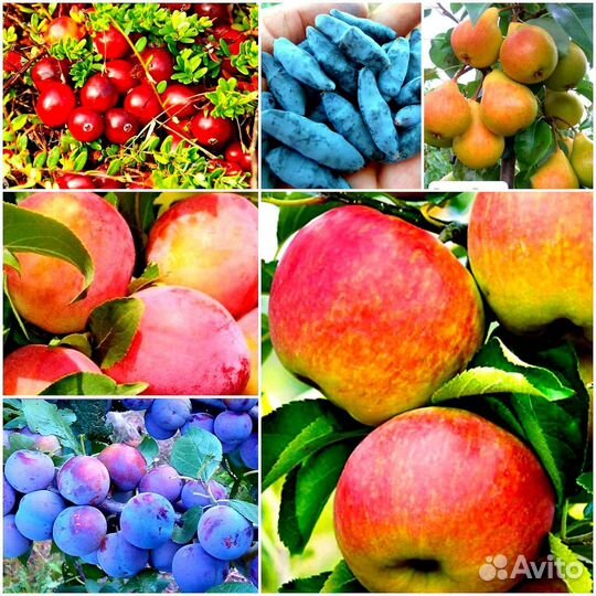 Растения для сада