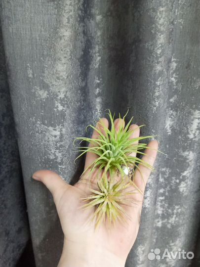 Тилландсия