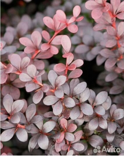 Барбарис Тунберга Дартс Ред Леди