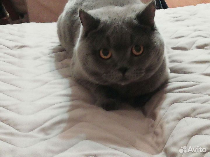 Вязка британский кот