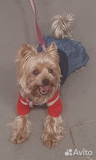 Йоркширский терьер вязка