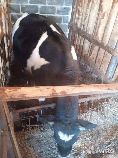 Бычки и быки 1 год