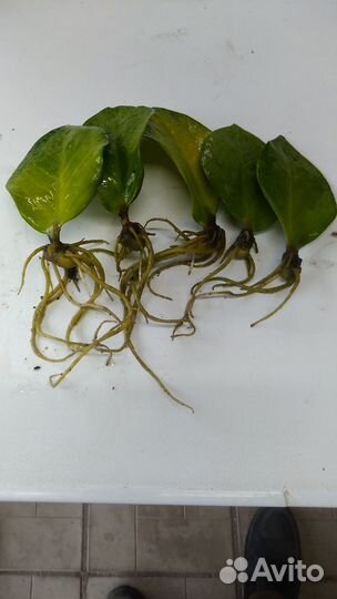 Замиакулькас или долларовое дерево