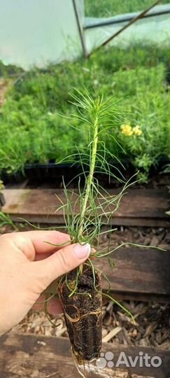 Сеянцы сосны зкс