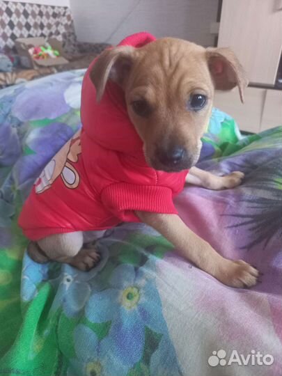 Жилетка для маленьких собак