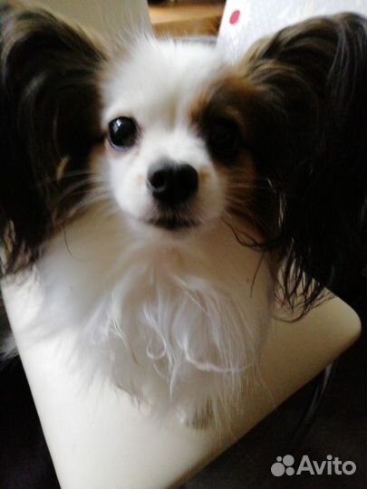 Передержка животных