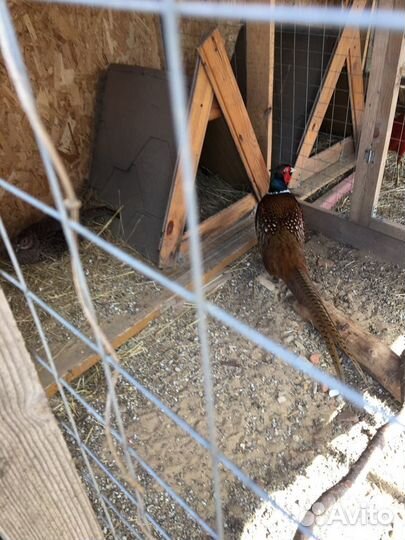 Инкубационное яйцо фазана