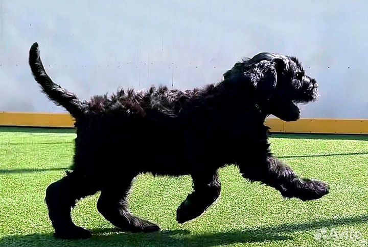 Щенки Русского черного терьера из Питомника