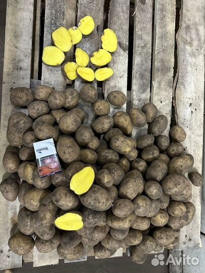 Картофель оптом