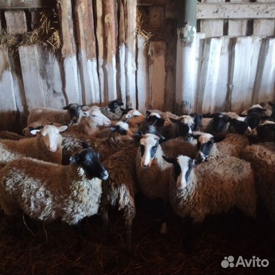 Овцы бараны