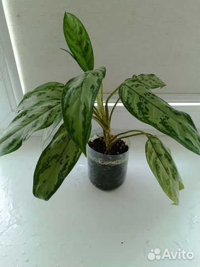 Аглаонема Плекрантус(мята) Псевдоэрантемум Авокадо
