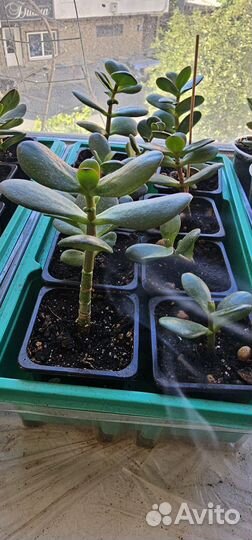 Денежное дерево, красула толстянка