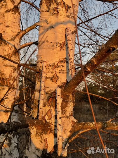 Свечи-березки из пчелиного воска