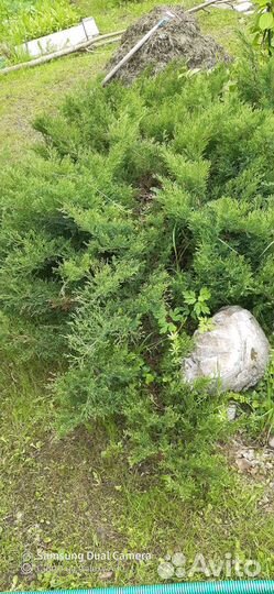 Можжевельник казацкий