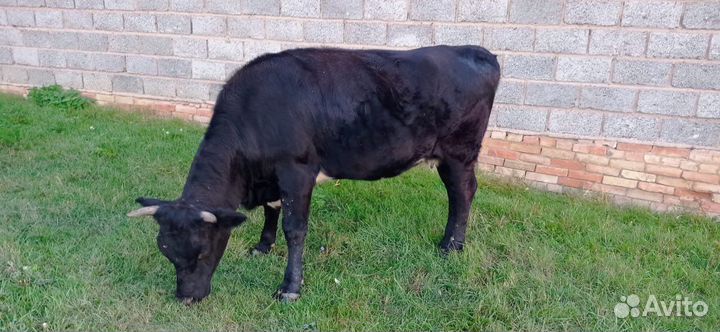 Коровы и телки стельные