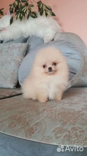 Померанский шпиц мини