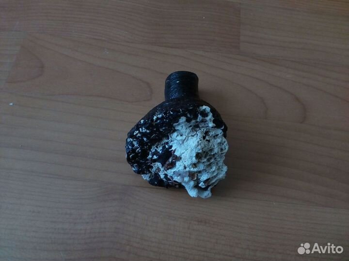 Ракушка Serpulorbis colubrinus 94 мм Редкая