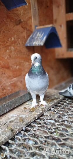 Голуби алла