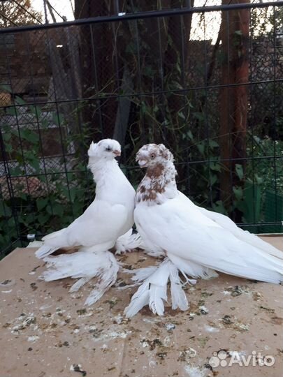 Голуби узбекские