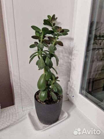 Толстянка, денежное дерево, комнатный цветок