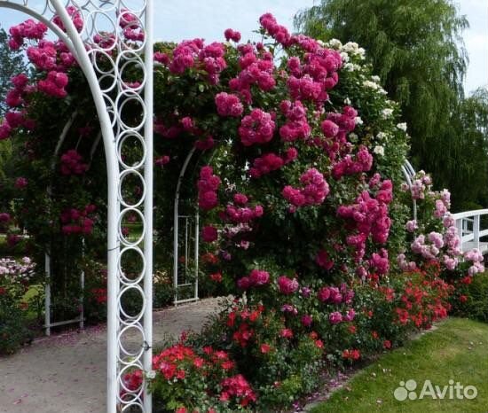 Ароматная Плетистая Роза Лагуна