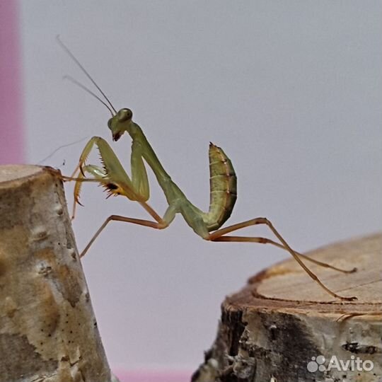 Африканские богомолы