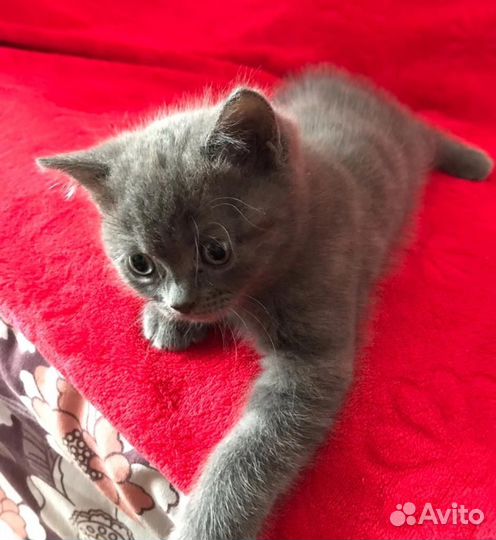 Шотландский котенок