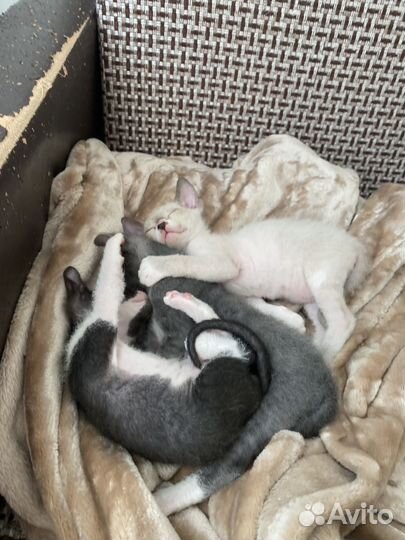 Котята Сфинкс Браш