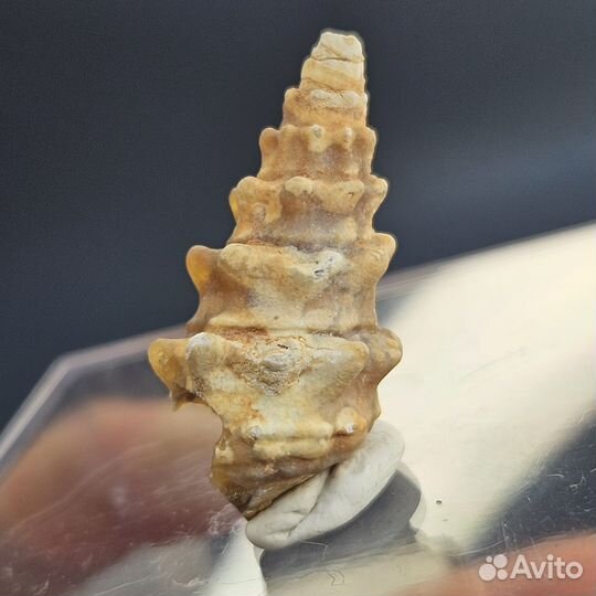 Окаменелость халцедоновая гастропода улитка