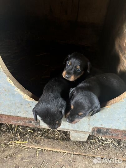 Щннки яктерьера