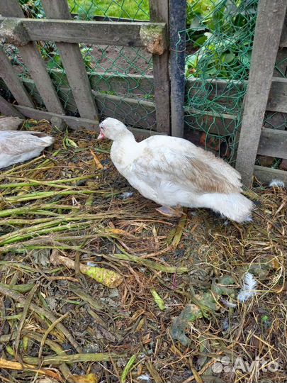 Утята мускусной утки