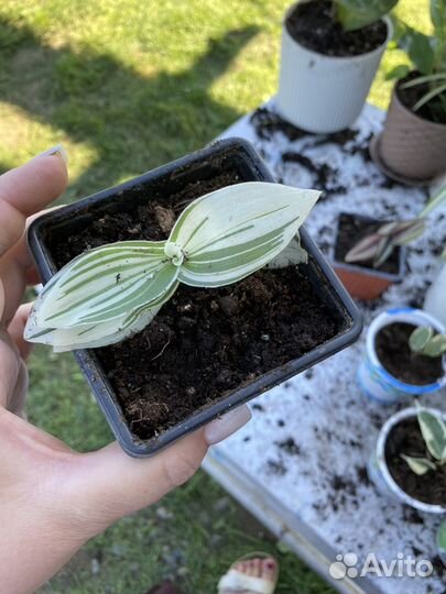 Фикус бенджамина традесканция