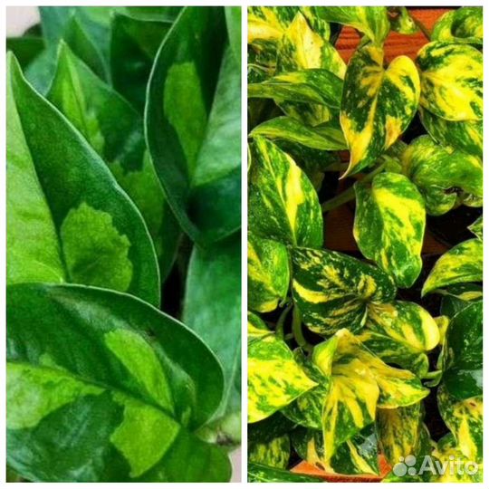 Сциндапсус Глобал Грин/Эпипремнум Эн джой голд