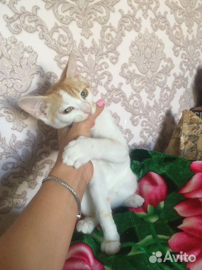 Котенок удача