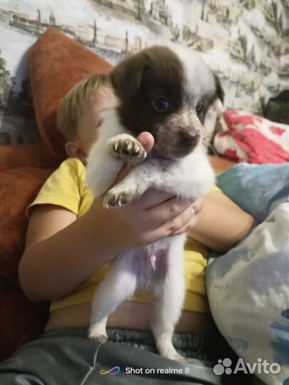 Домашние животные собаки маленькие