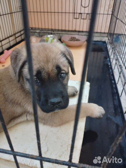 Собака в добрые руки щенок мальчик