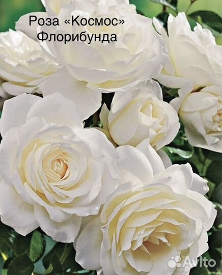 Розы Флорибунда