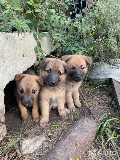 Собака в добрые руки щенок